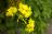 オオキバナカタバミ、地味な花ですが可愛いです